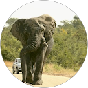 Peter Britz profile picture